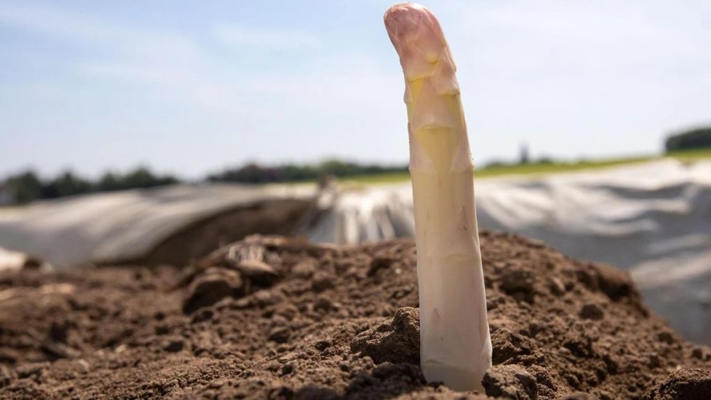 Aldi Süd senkt Spargelpreise: Neue Aktion gegen Lebensmittelverschwendung Aldi Süd senkt Spargelpreise: Neue Aktion gegen Lebensmittelverschwendung