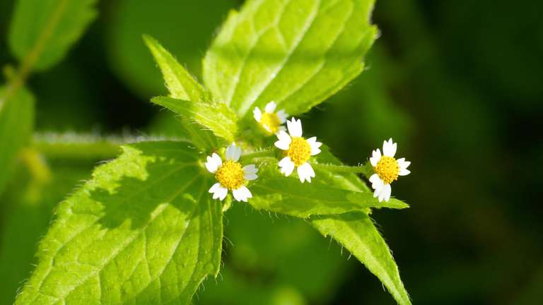 Franzosenkraut im Garten: Nützliches Wildkraut statt lästiges Unkraut Franzosenkraut im Garten: Nützliches Wildkraut statt lästiges Unkraut